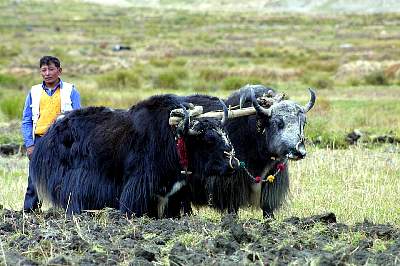 Kairen's_Tibet_181_2001-10-01 06.30.59 IMG_5287.JPG